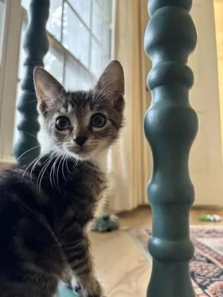 Banjo