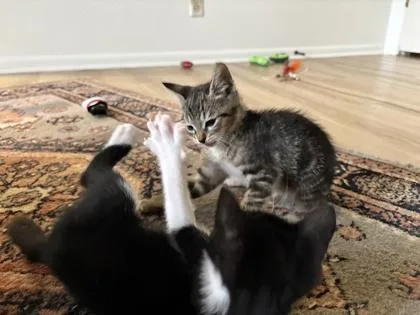 Banjo thumbnail 2