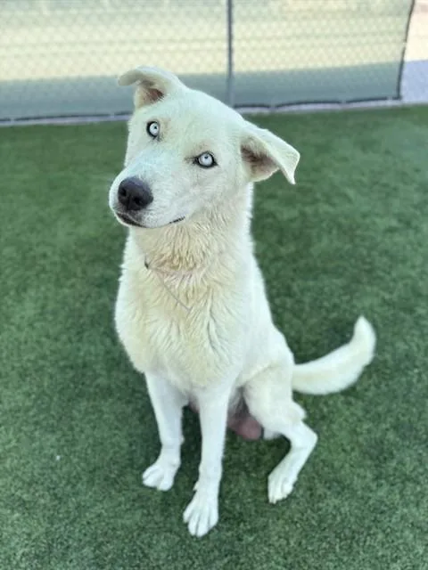 A young large-sized female Husky dog named Ladybug for adoption in Castaic, CA