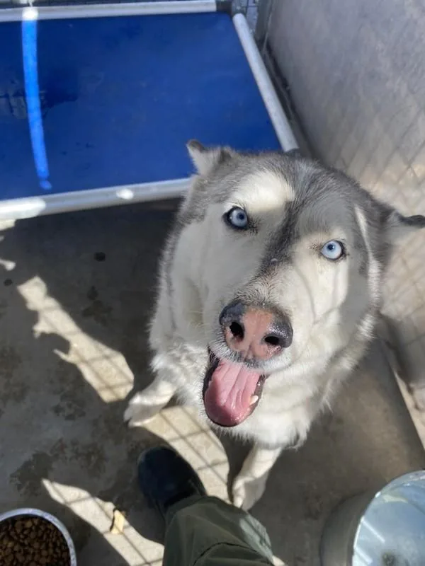 An adult large-sized male Siberian Husky dog named Herby for adoption in Victorville, CA