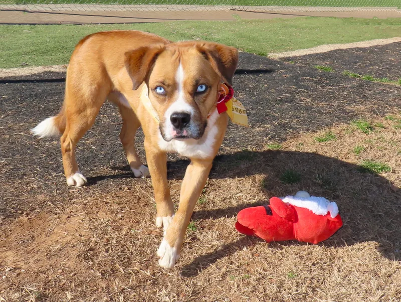 Rocket Man  Cc thumbnail 2