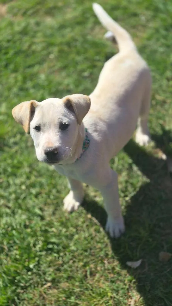 A baby medium-sized female Mixed Breed dog named Spring for adoption in Fond Du Lac, WI