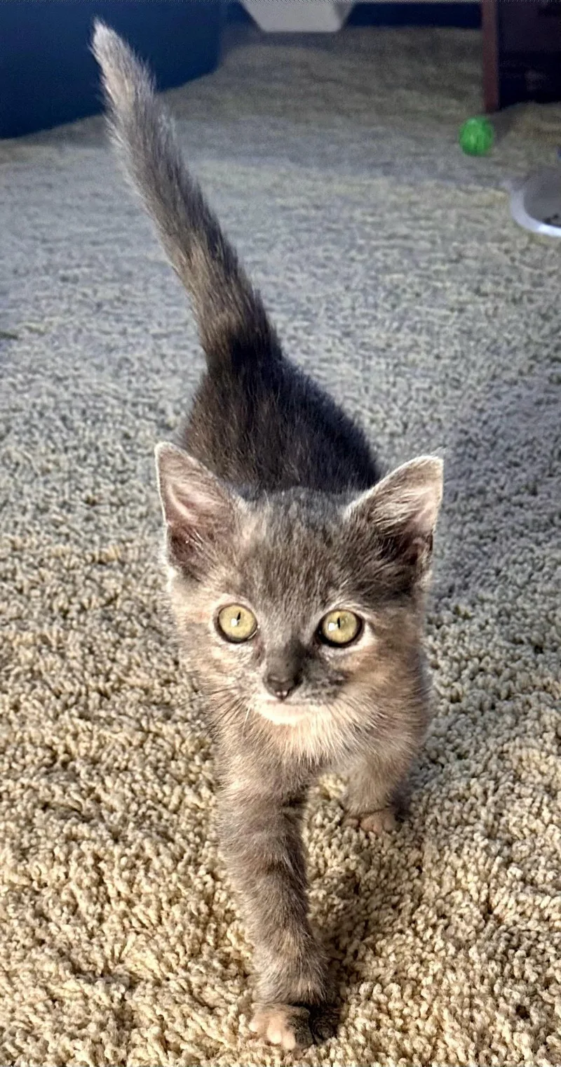 A baby medium-sized female Dilute Tortoiseshell Domestic Short Hair cat named Lumina & Vellara for adoption in Kirkland, WA