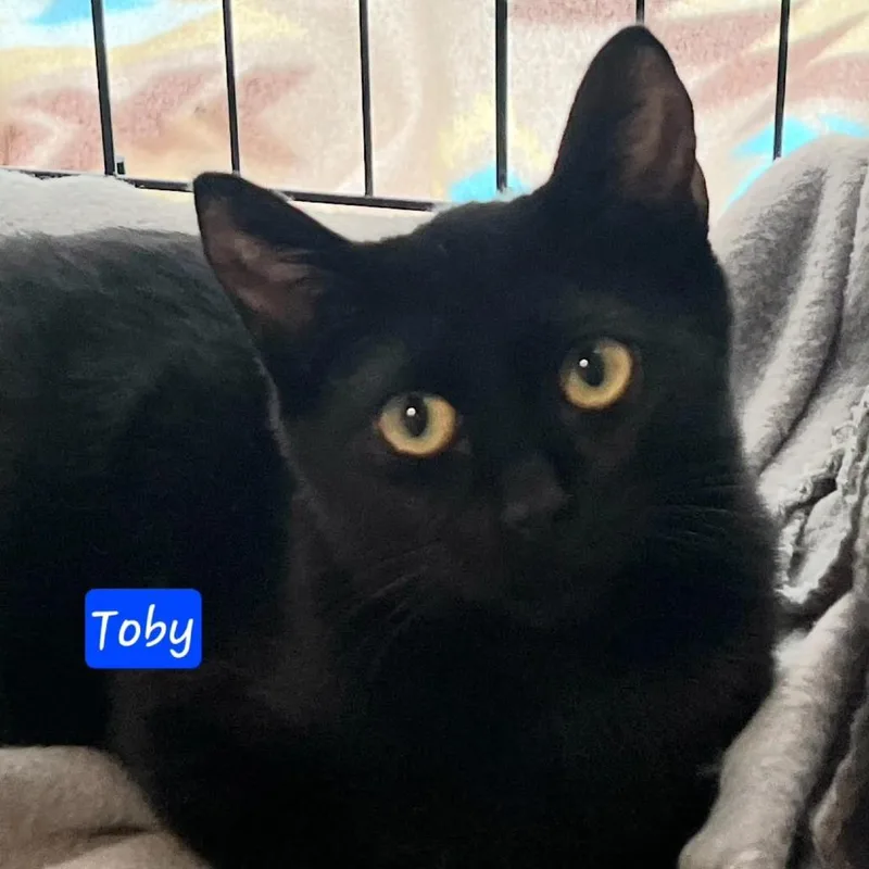 A baby small-sized male Black Domestic Short Hair cat named Toby for adoption in Jessup, MD