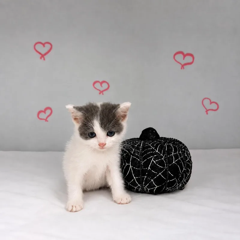 A young medium-sized female Gray & White Domestic Short Hair cat named Piglet for adoption in Orange, CA