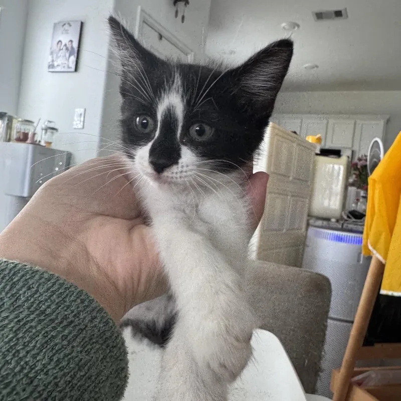 A baby small-sized female Black Domestic Medium Hair cat named Lauren for adoption in Katy, TX