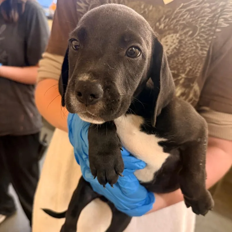 A baby small-sized male Black Mixed Breed dog named Superman for adoption in Corinth, MS