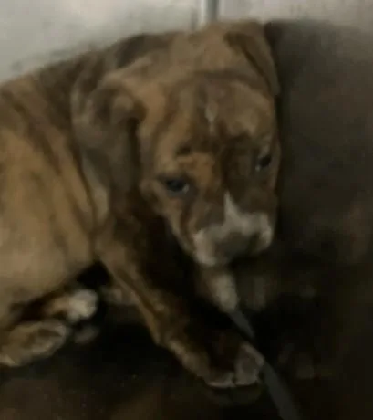 A baby medium-sized female Mixed Breed dog named Pontiac for adoption in Dallas, TX