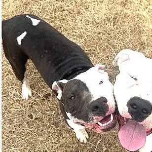 A young large-sized male Black Pit Bull Terrier dog named Archie for adoption in Weatherford, TX