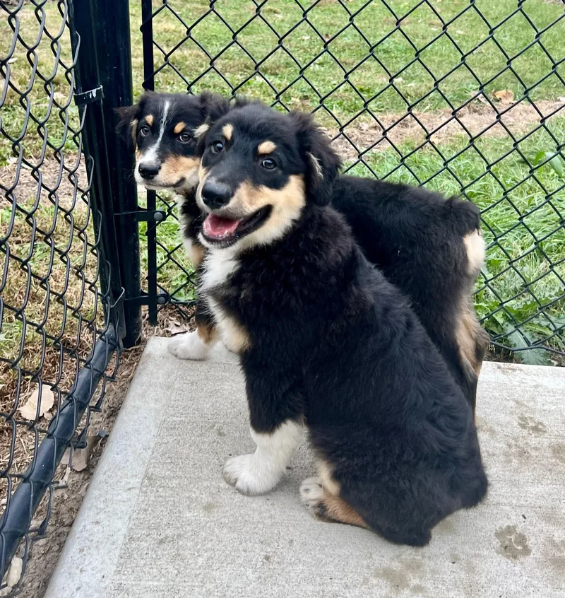 A baby medium-sized male Tricolor (Brown, Black, & White) Australian Shepherd dog named Michael for adoption in Whitestown, IN