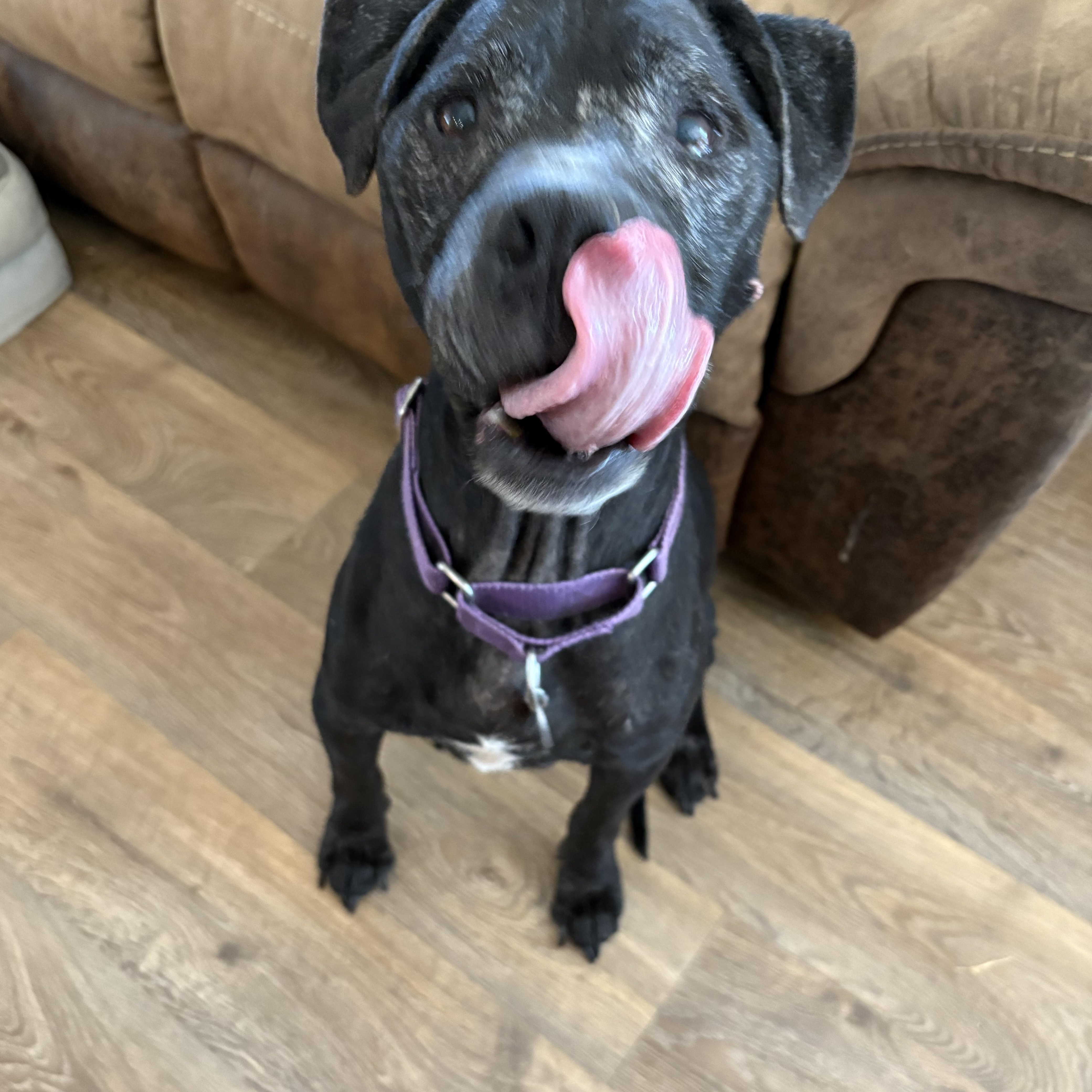 A senior medium-sized male American Staffordshire Terrier dog named Dakota for adoption in greer, SC