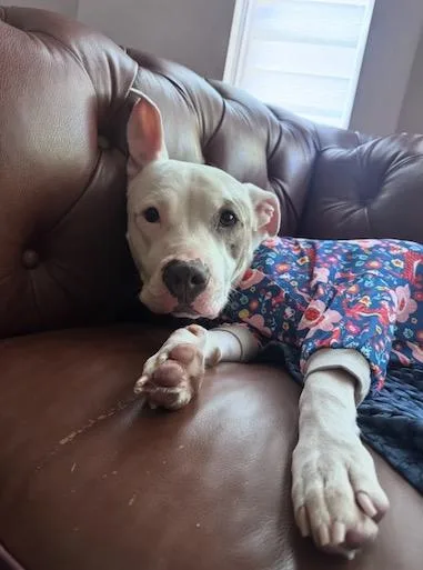 A young medium-sized female American Bulldog dog named Princess Puppy for adoption in Detroit, MI