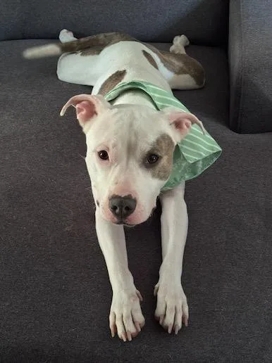 Princess Puppy thumbnail 2
