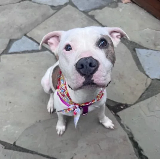 Princess Puppy thumbnail 3