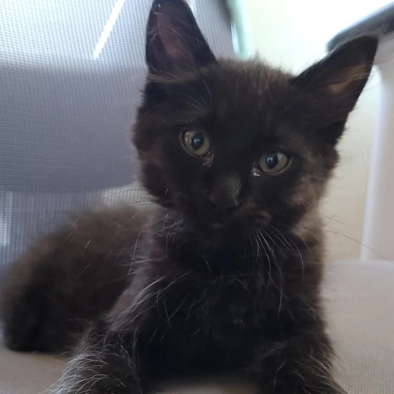 A baby small-sized male Black Domestic Medium Hair cat named Jac for adoption in Keizer, OR