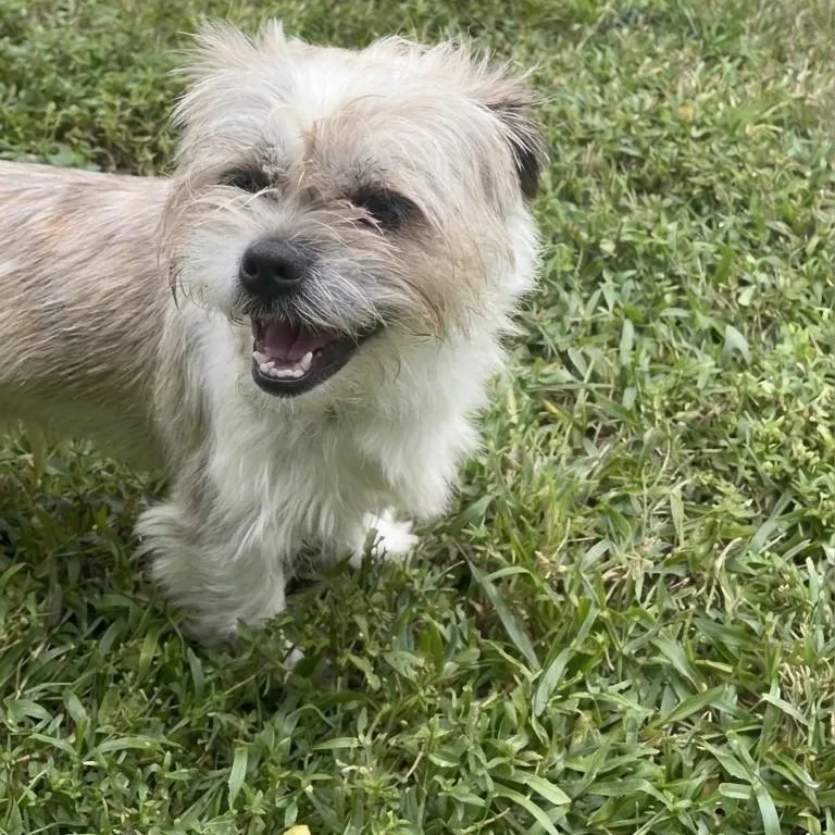 A young small-sized male Shih Tzu dog named Teriyaki for adoption in Boca Raton, FL