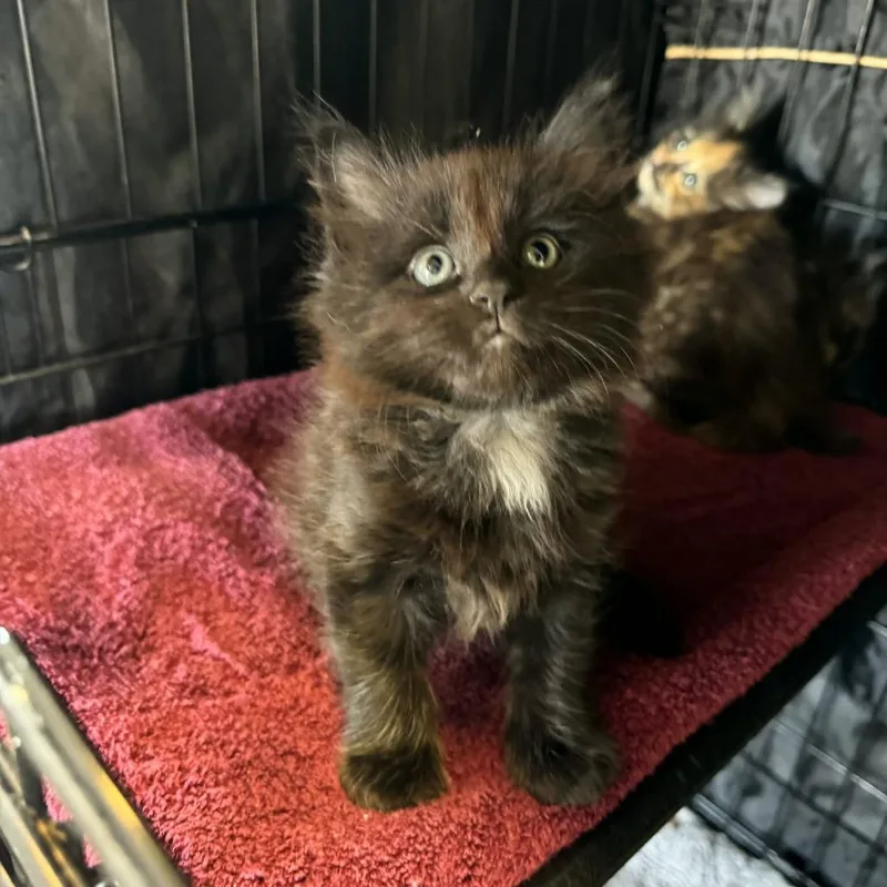 A baby small-sized male Black Domestic Medium Hair cat named Frank for adoption in Fredericksburg, TX