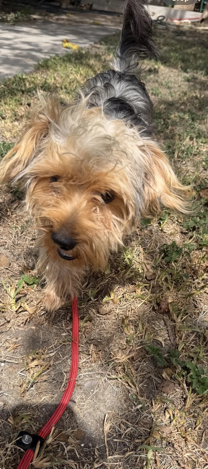 An adult small-sized male Yorkshire Terrier dog named Ricky for adoption in Louise, TX