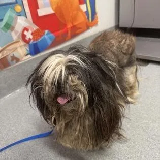 A senior small-sized male Black Shih Tzu dog named Jake for adoption in Midland, TX