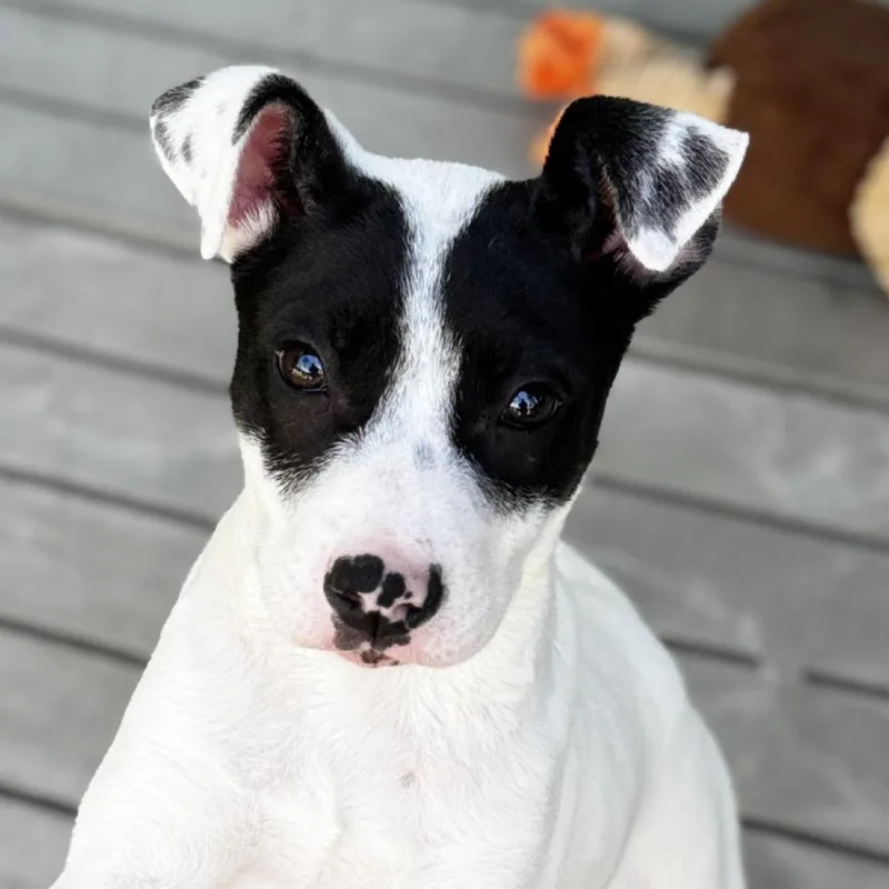 A baby medium-sized female White / Cream Mixed Breed dog named Emile for adoption in Bradenton, FL