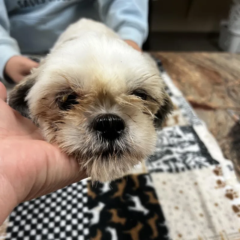 An adult small-sized female Shih Tzu dog named Ester for adoption in Norfolk, NE
