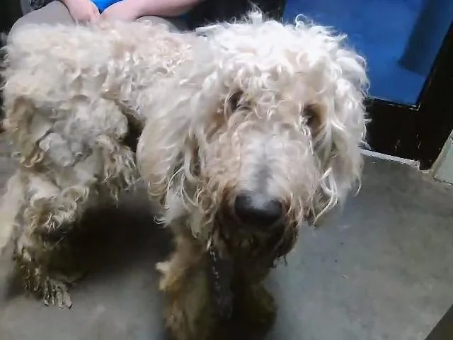 A young large-sized male Poodle dog named Shia for adoption in Tulsa, OK