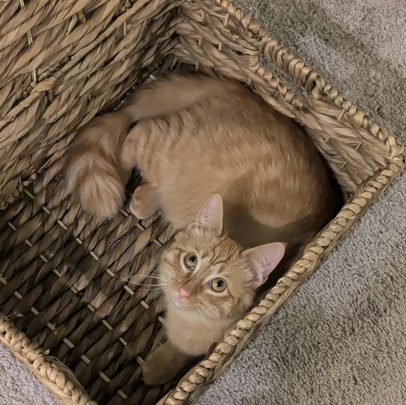 A baby medium-sized male Tabby (Orange / Red) Domestic Medium Hair cat named Alfred for adoption in Houston, TX