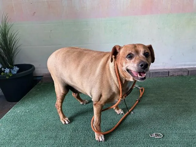 An adult medium-sized male Pit Bull Terrier dog named Archie for adoption in Baldwin Park, CA