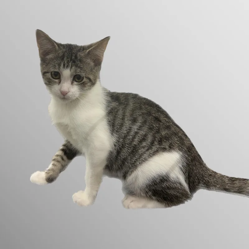 A baby medium-sized female Tabby (Brown / Chocolate) Domestic Short Hair cat named Poppy for adoption in Richmond, MO