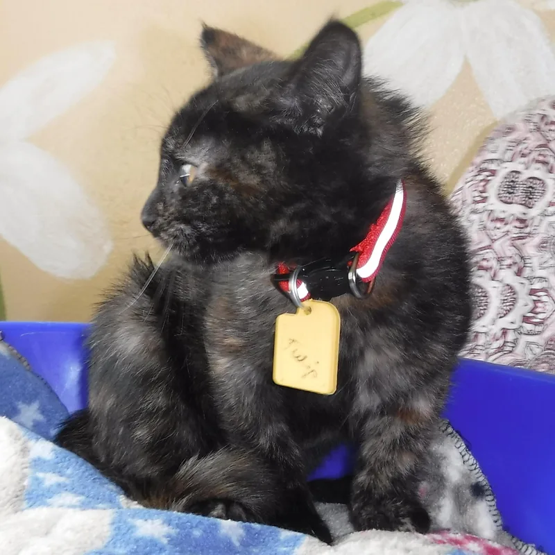 A baby medium-sized female Tortoiseshell cat named Tulip Pretty Little for adoption in Hoquiam, WA