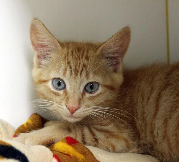 A baby small-sized female Orange / Red Domestic Short Hair cat named Mary for adoption in Mansfield, MA