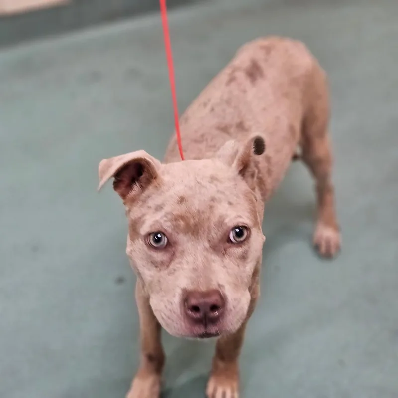 A young medium-sized female Yellow / Tan / Blond / Fawn Mixed Breed dog named Penny Evans for adoption in Memphis, TN