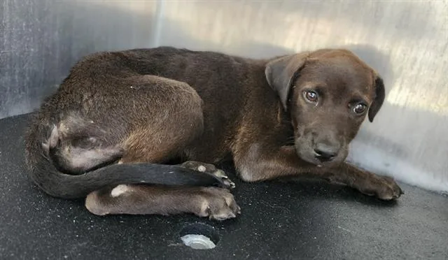 A baby small-sized female Labrador Retriever dog named Midnight for adoption in San Antonio, TX