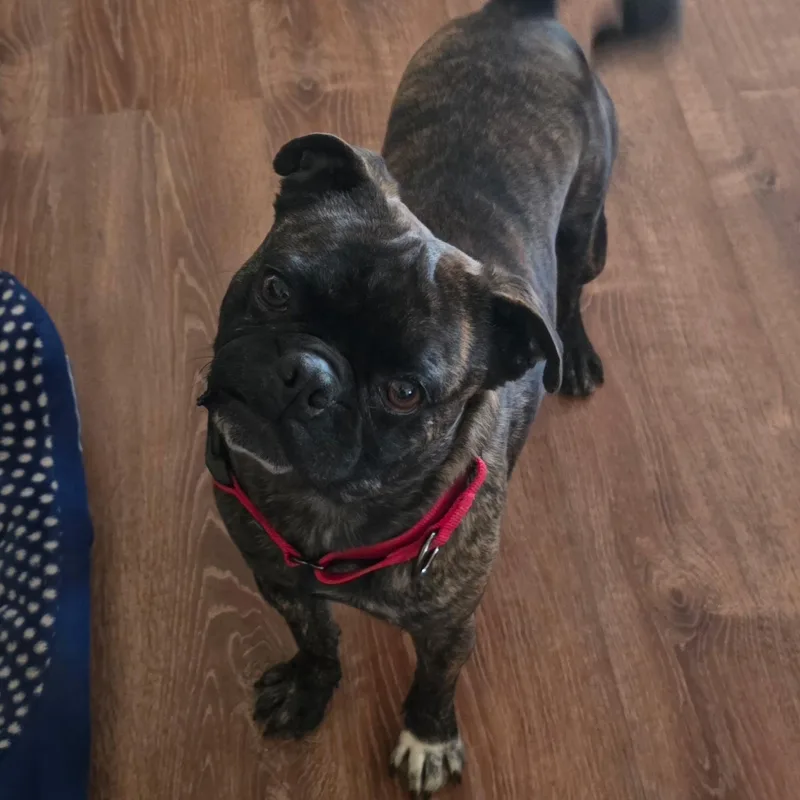 Mr. Handsome Frankie thumbnail 2