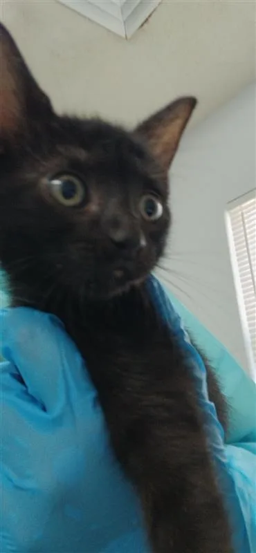 A baby small-sized female Domestic Short Hair cat named Blacky for adoption in Largo, FL