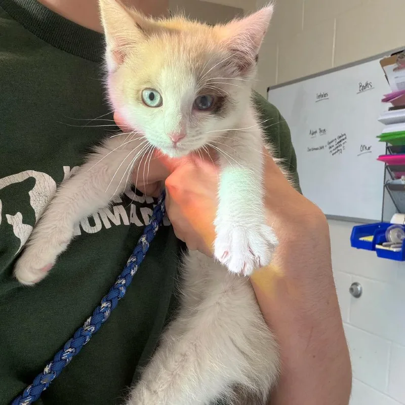 A baby small-sized female Torbie Domestic Short Hair cat named Mia for adoption in Council Bluffs, IA