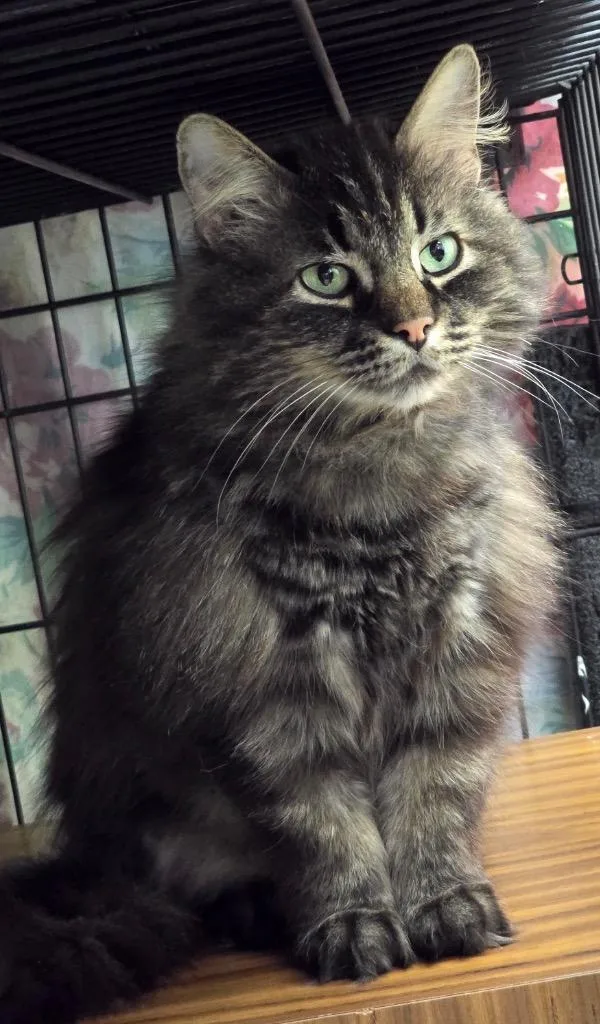 Smokey thumbnail 2