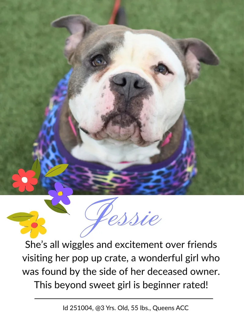 An adult medium-sized female Gray / Blue / Silver American Staffordshire Terrier dog named Jessie for adoption in New York, NY