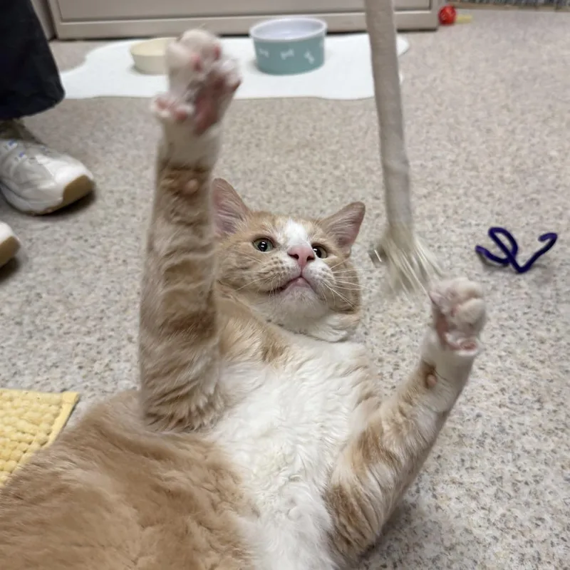 An adult extra large-sized male Domestic Short Hair cat named Monty for adoption in Springfield, MA