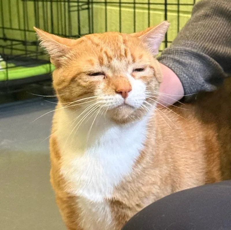 Monterey Jack thumbnail 2