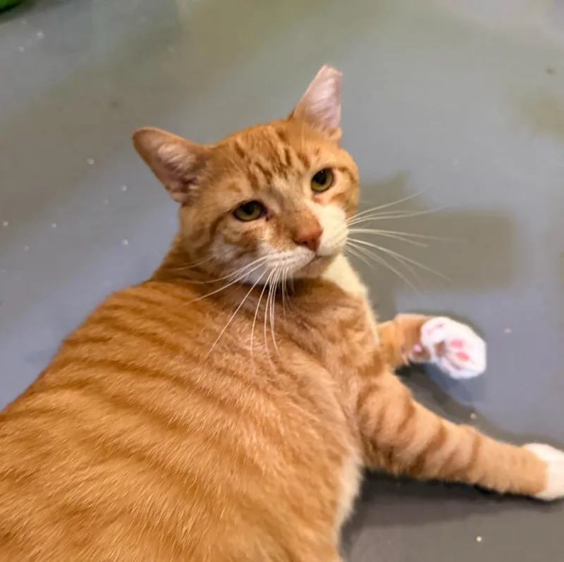 Monterey Jack thumbnail 4