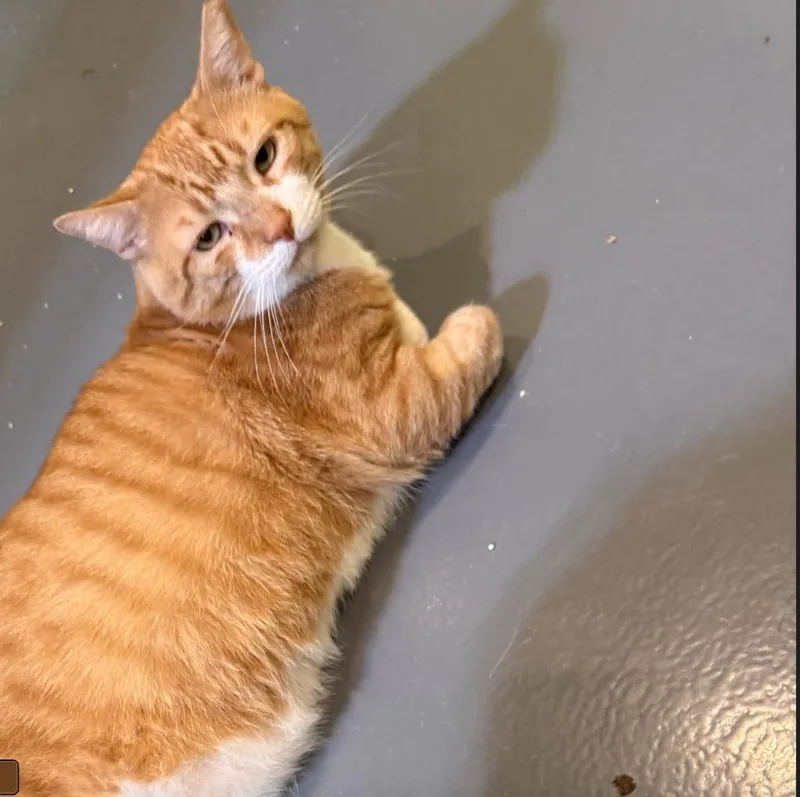 Monterey Jack thumbnail 5