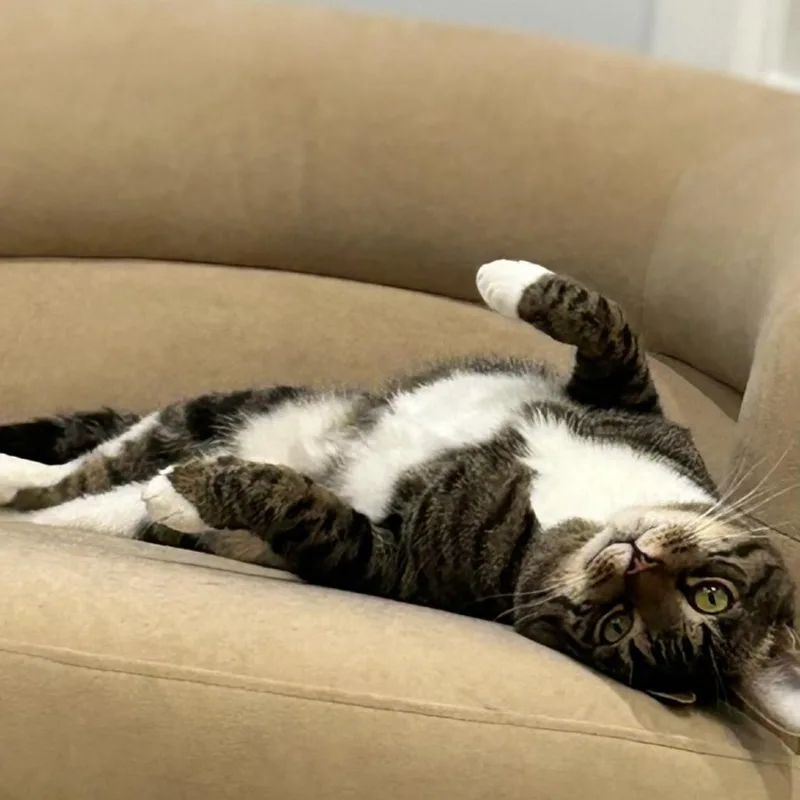 An adult large-sized male Brown / Chocolate Domestic Short Hair cat named Painter for adoption in Middle Village, NY