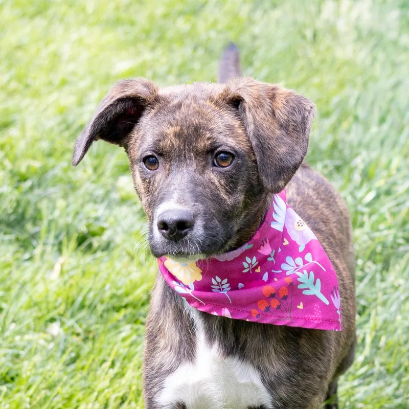 A baby medium-sized female Brindle Mountain Cur dog named Rumi    for adoption in West Grove, PA