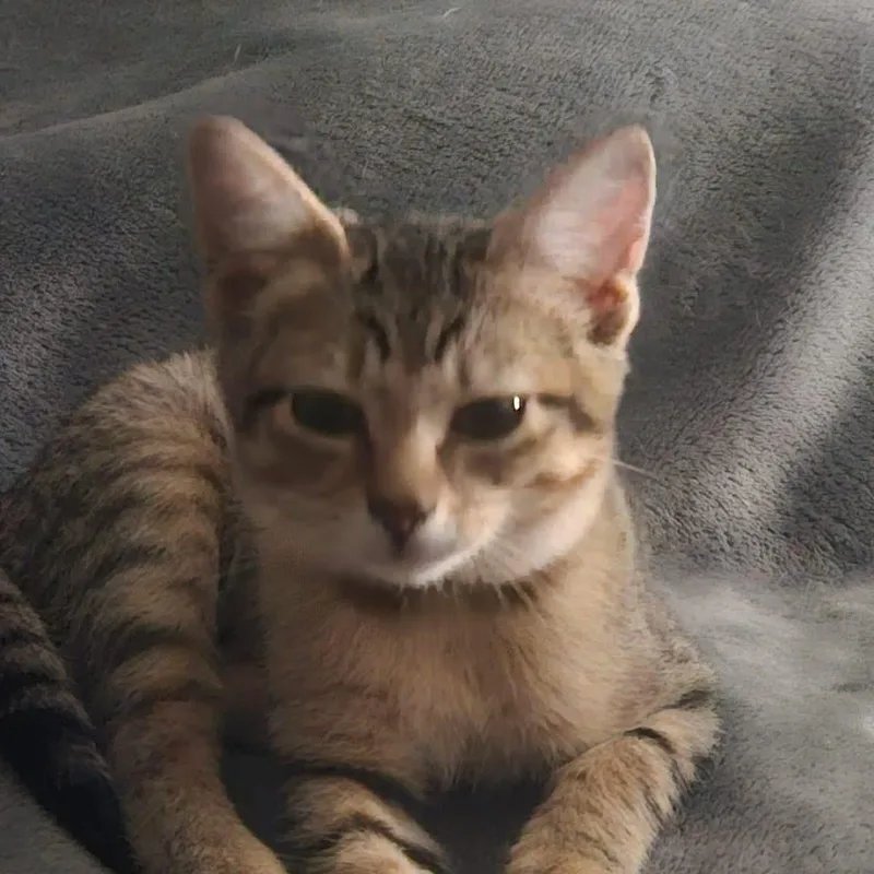 A baby large-sized male American Shorthair cat named Clover for adoption in Manhattan, KS