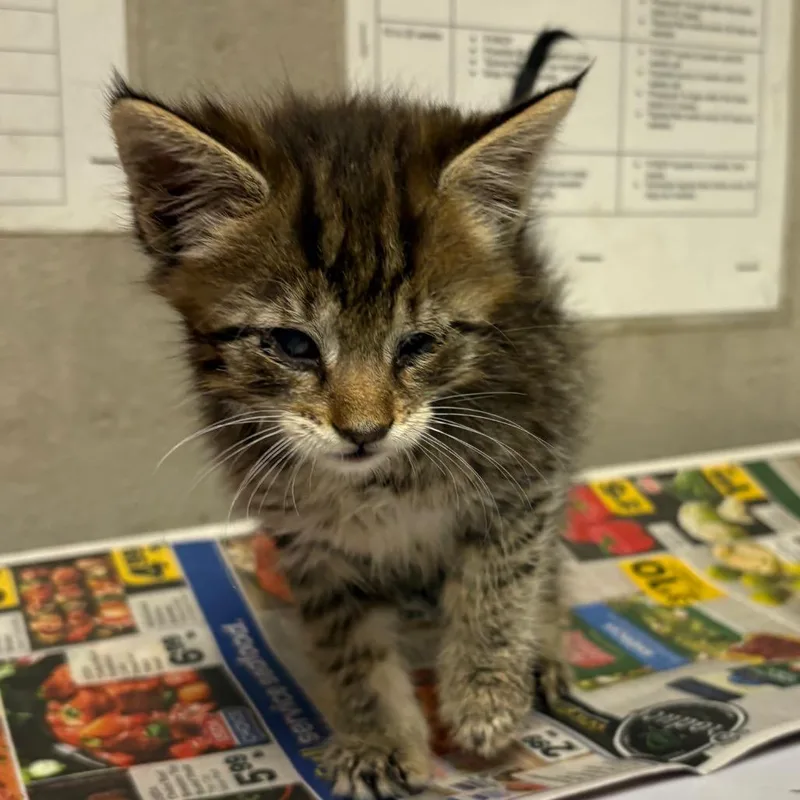 A baby small-sized male Brown / Chocolate Domestic Short Hair cat named Marley for adoption in Yuma, AZ