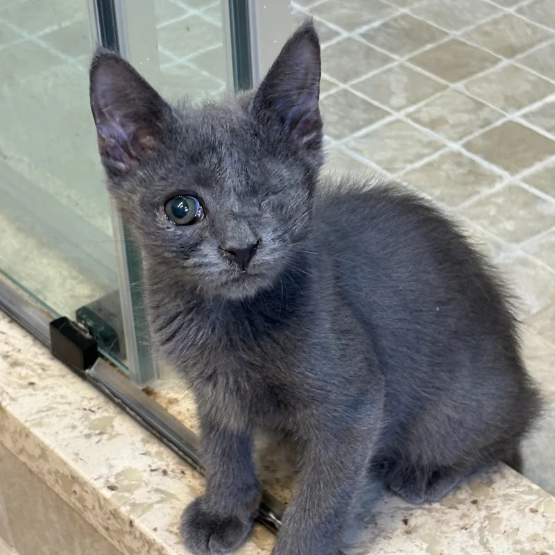 A baby medium-sized male Gray / Blue / Silver Domestic Short Hair cat named Smokey for adoption in Moriches, NY