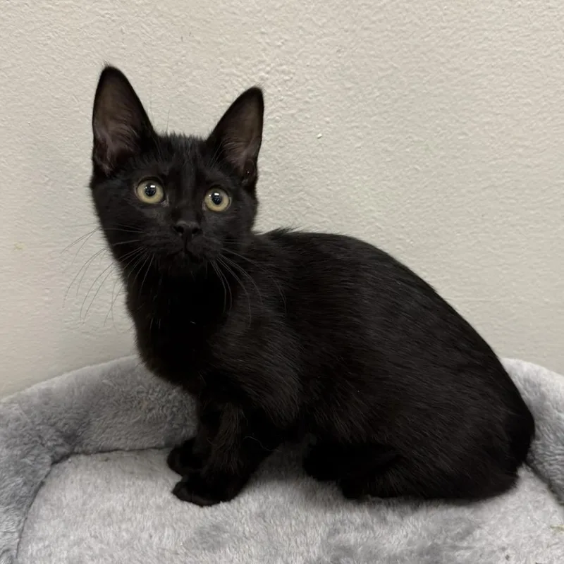 A young small-sized female Black Domestic Short Hair cat named Rebekah for adoption in Williston, FL