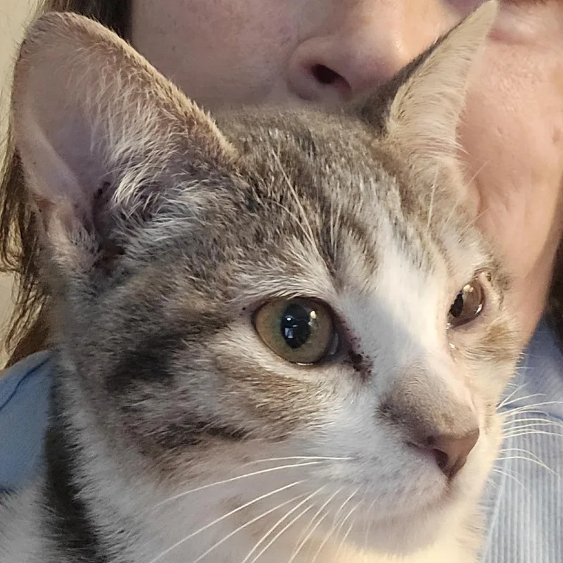 A baby small-sized male Gray / Blue / Silver Domestic Short Hair cat named Sully in Chestertown  for adoption in Alexandria, VA