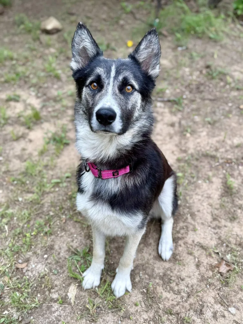 An adult medium-sized female Black Husky dog named Crickette for adoption in Kiowa, OK